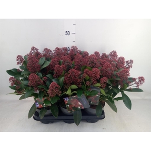 Skimmia jap. 'Rubella'