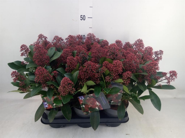 <h4>Skimmia jap. 'Rubella'</h4>