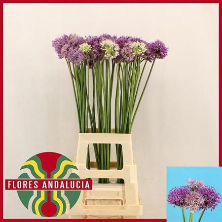 <h4>ALLIUM KLEINBLOEMIG GEMENGD</h4>