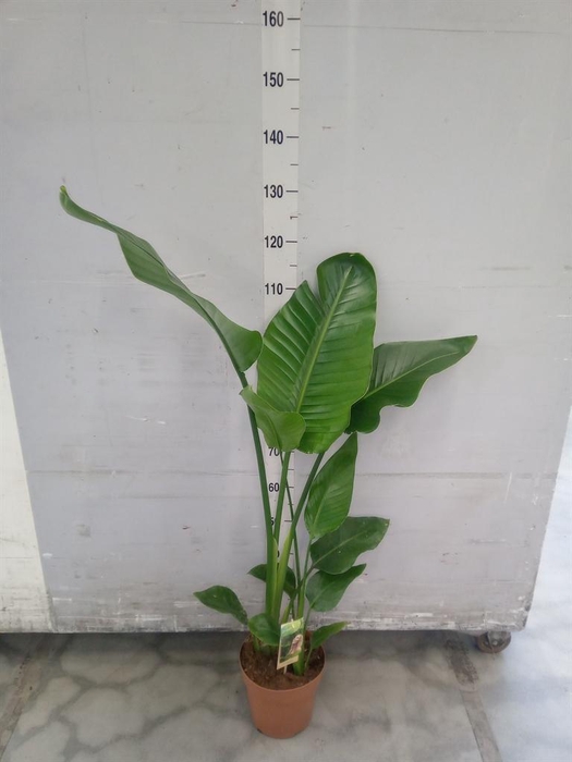 <h4>Strelitzia nicolai</h4>