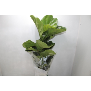 ANTHURIUM BLACK LOVE P12