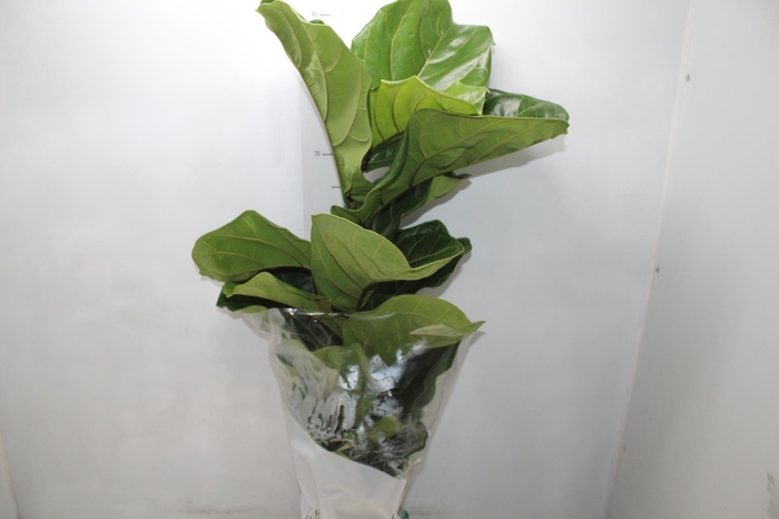 <h4>ANTHURIUM BLACK LOVE P12</h4>