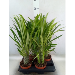 Pachypodium lamerei