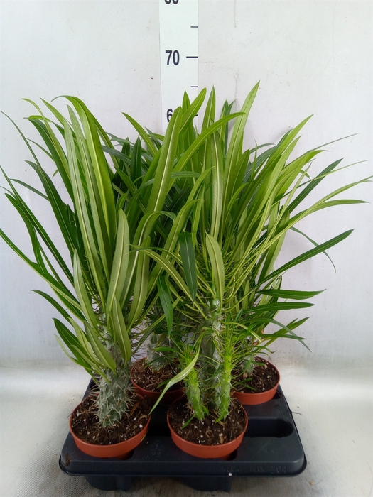 <h4>Pachypodium lamerei</h4>