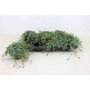 PILEA GLAUC GREYZY