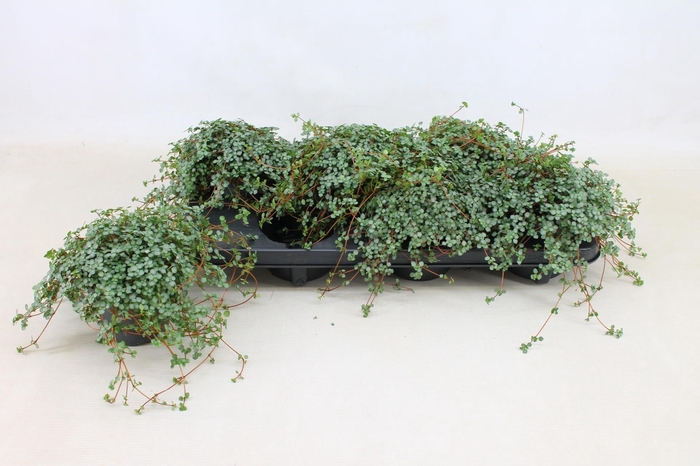 <h4>PILEA GLAUC GREYZY</h4>