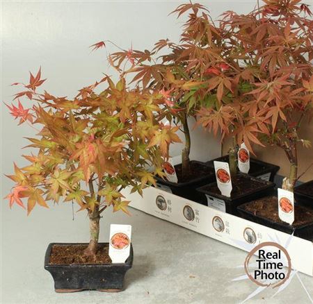 <h4>Bonsai Ov</h4>