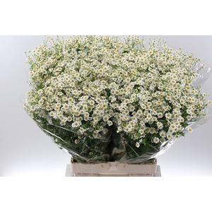 TANACETUM SINGLE VEGMO TANA PA SING