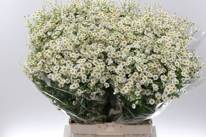 <h4>TANACETUM SINGLE VEGMO TANA PA SING</h4>