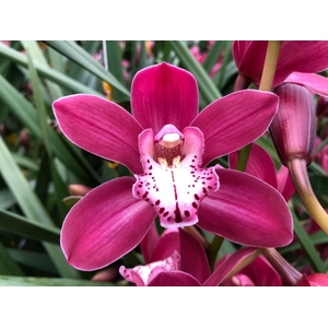 Cymb Mi Mon Cerise Leekade X15