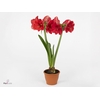 Hippeastrum GA 'Lagoon'