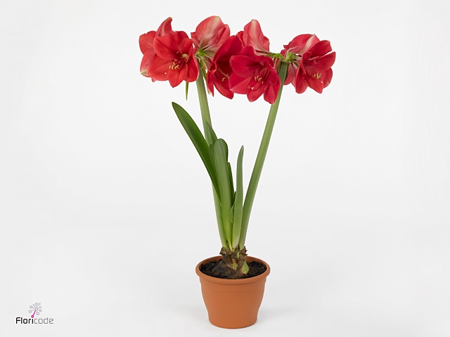 Hippeastrum GA 'Lagoon'