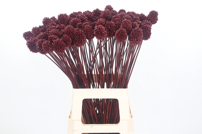 <h4>Allium Sphaero Kl Bh Bordeaux</h4>