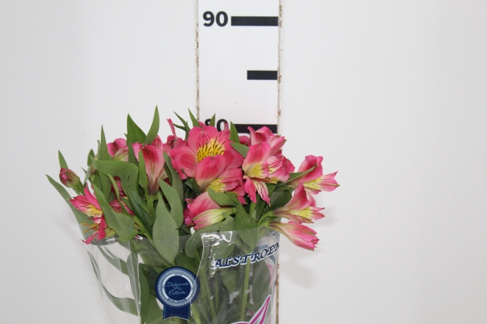 <h4>ALSTROEMERIA ALYNA 080 CM</h4>