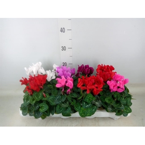 Cyclamen MD 'Allure'