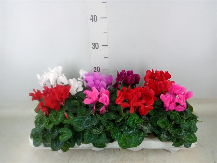 <h4>Cyclamen MD 'Allure'</h4>