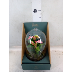 Arr.  Anthurium H%