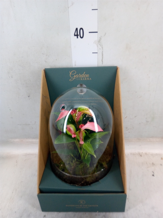 <h4>Arr.  Anthurium H%</h4>