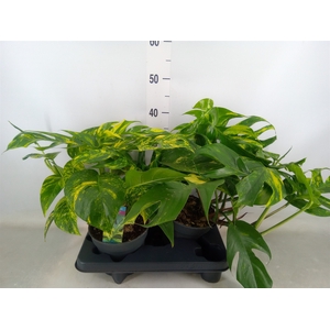 Epipremnum   ...