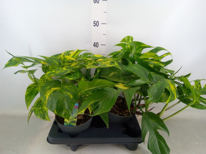 <h4>Epipremnum   ...</h4>