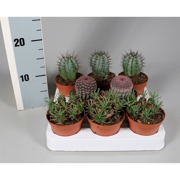 <h4>Cactus 8,5 cm aparte mix op rij</h4>