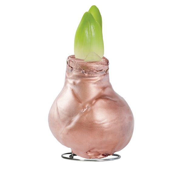 <h4>Amaryllis Touch of Wax Gloss Copper 6x1, rode bloem, Tray 236</h4>