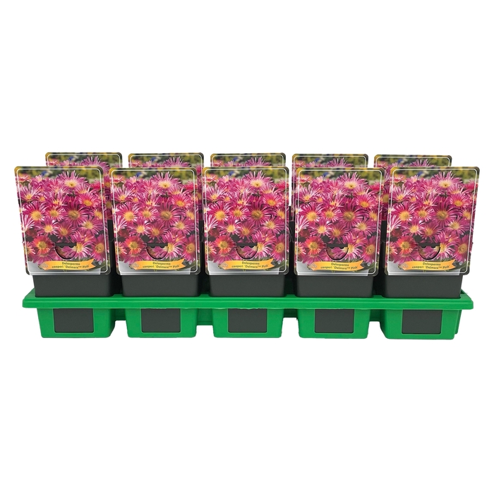 <h4>Delosperma cooperi Delmara 'Pink' P11</h4>