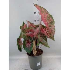Caladium   ...