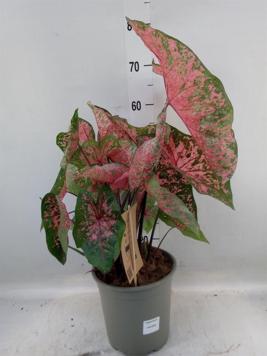 <h4>Caladium   ...</h4>