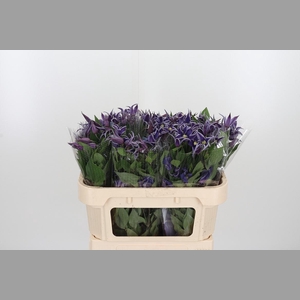Clem Di Bl Pirouette