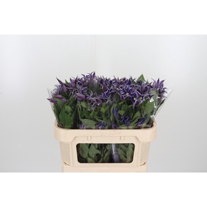 Clem Di Bl Pirouette
