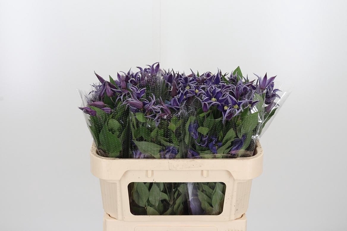 <h4>Clem Di Bl Pirouette</h4>
