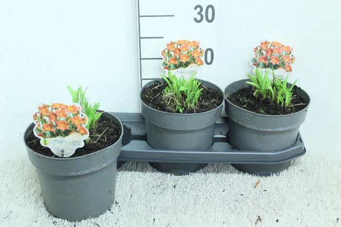 <h4>Hemerocallis Overig Every Day Lily Red</h4>