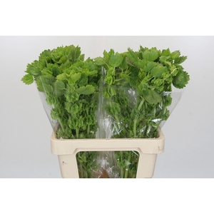 Moluccella Laevis