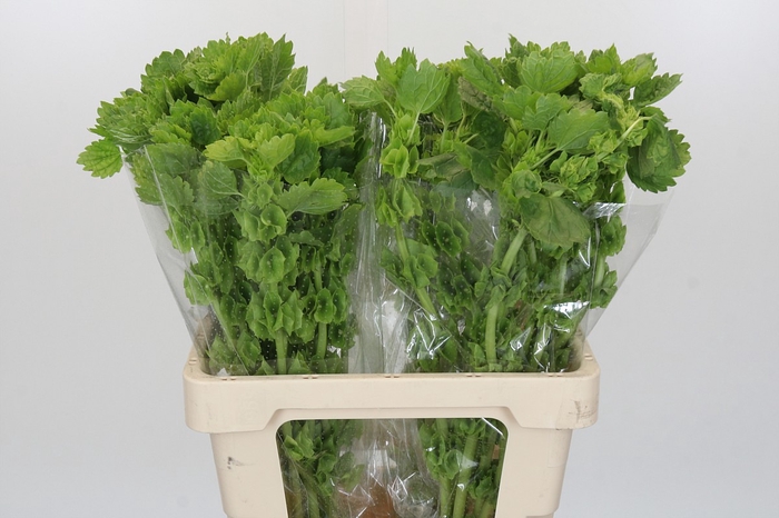 <h4>Moluccella Laevis</h4>