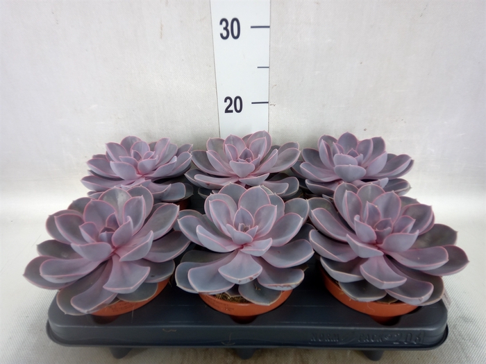 <h4>Echeveria  'Purple Pearl'</h4>