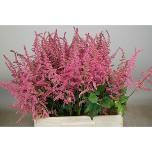 ASTIL C LOUD N PROUD