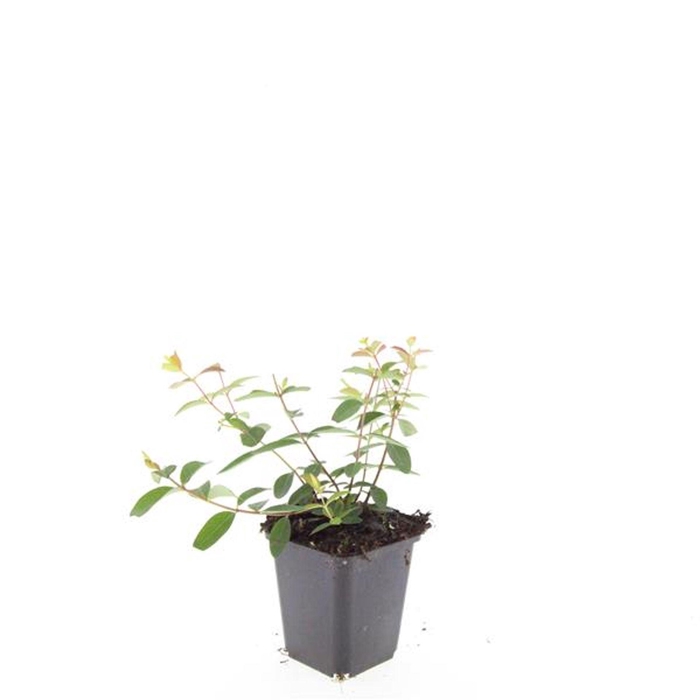 <h4>Hypericum Hidcote</h4>