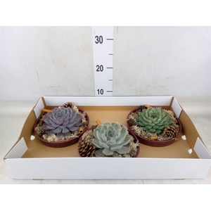Arr.  Succulents L%