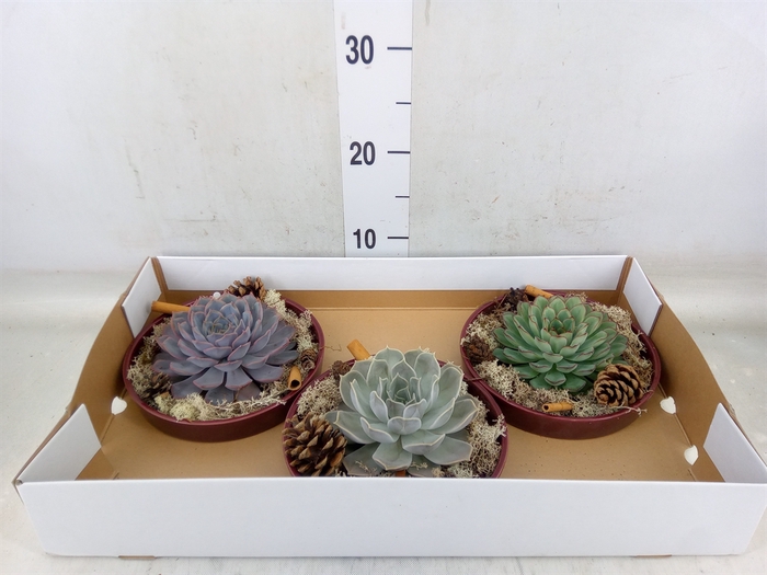 <h4>Arr.  Succulents L%</h4>