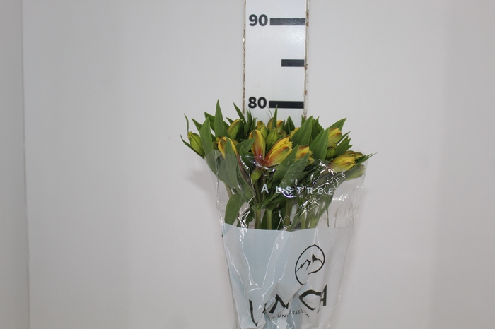 <h4>ALSTROEMERIA ALOHA 080 CM</h4>