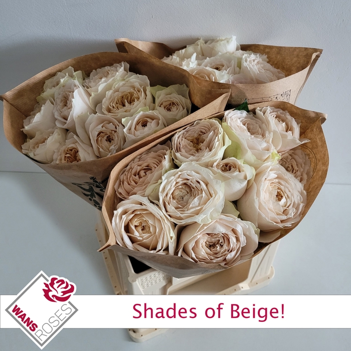 <h4>R Gr Shade Of Beige!</h4>