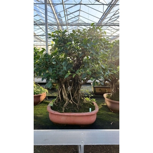 Ficus retusa, pot 44cm. Height 80cm.( single item)