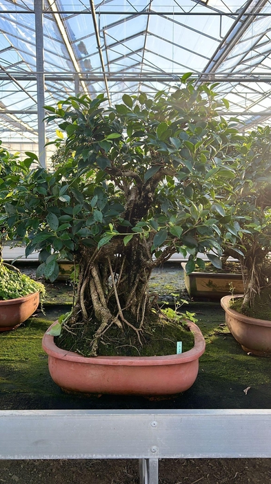 <h4>Ficus retusa, pot 44cm. Height 80cm.( single item)</h4>