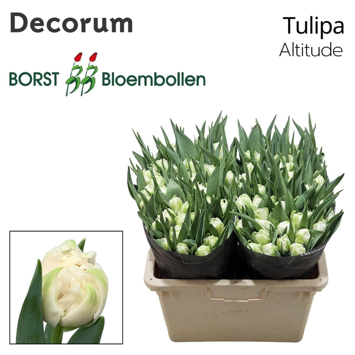 <h4>TU DU Altitude</h4>