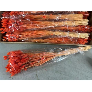 Df Phalaris Bs Orange 100g