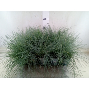 Festuca glauca 'Compacta Blue'