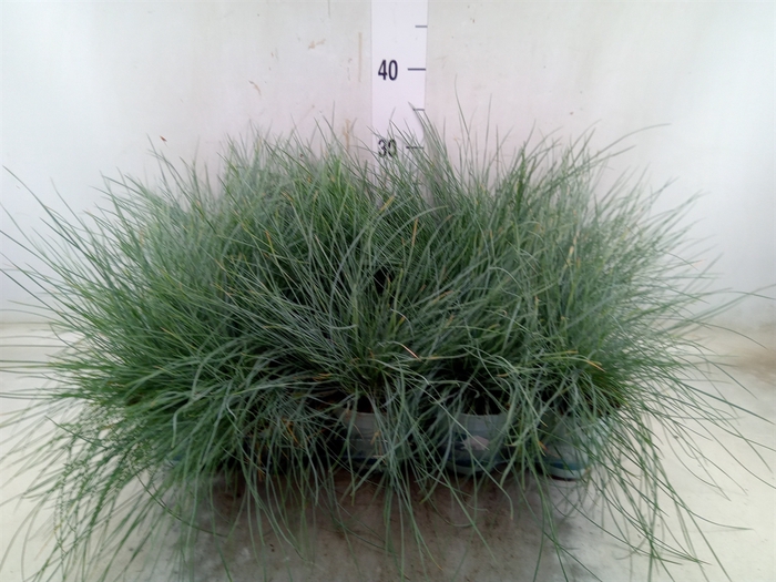 <h4>Festuca glauca 'Compacta Blue'</h4>