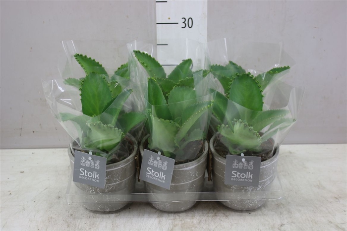 <h4>Kalanchoe Daigremontiana Stone Keramiek</h4>