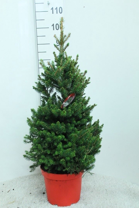 <h4>Picea abies 'Will's Zwerg'</h4>